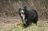 BORDER COLLIE 1541